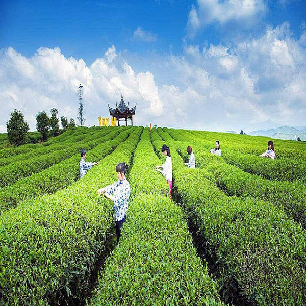 50g Tie Guan Yin Oolong Tea - A Chinese Tea for Nourishing Body and Mind