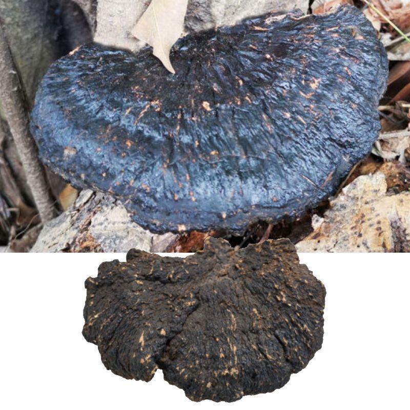 High-Purity Premium Quality Sheraton Extract, Fulvic Acid 50% 100g Main image
