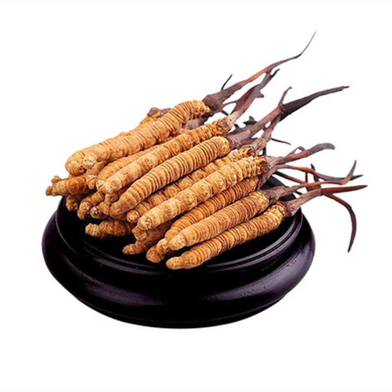 Premium Wild Cordyceps Sinensis 5g
