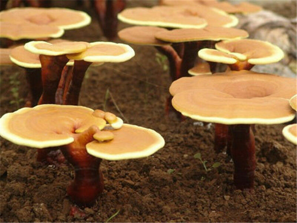500g/1.1LB  Spore Powder Wild Reishi Ganoderma Lucidum Tea Powder Herbal Tea