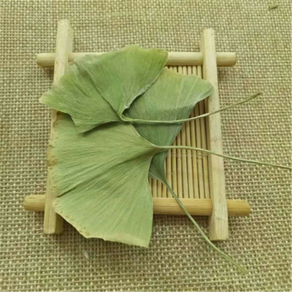 Ginkgo Biloba Blätter Ginkgo Biloba Leaves Chinese Wild Ginkgo Tea Medicinal Tea