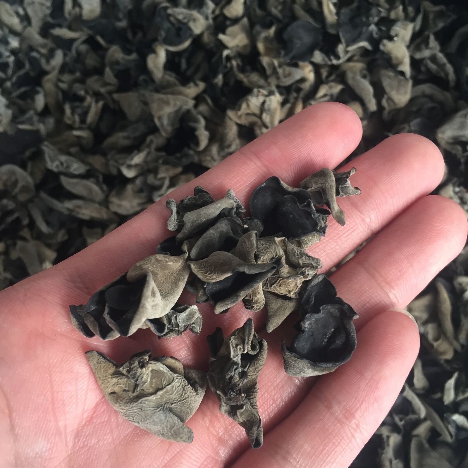Northeast Dry Black Fungus  Autumn In Bulk Fungus Thick No Sand 250g/8.8oz Secondary image