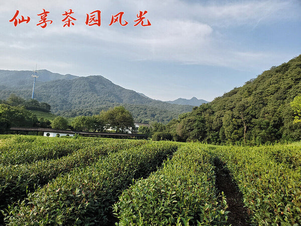 HelloYoung New Tea Longjing Crushed Tea Loose Tea Pieces Green Tea Crushed 500g/1.1lb