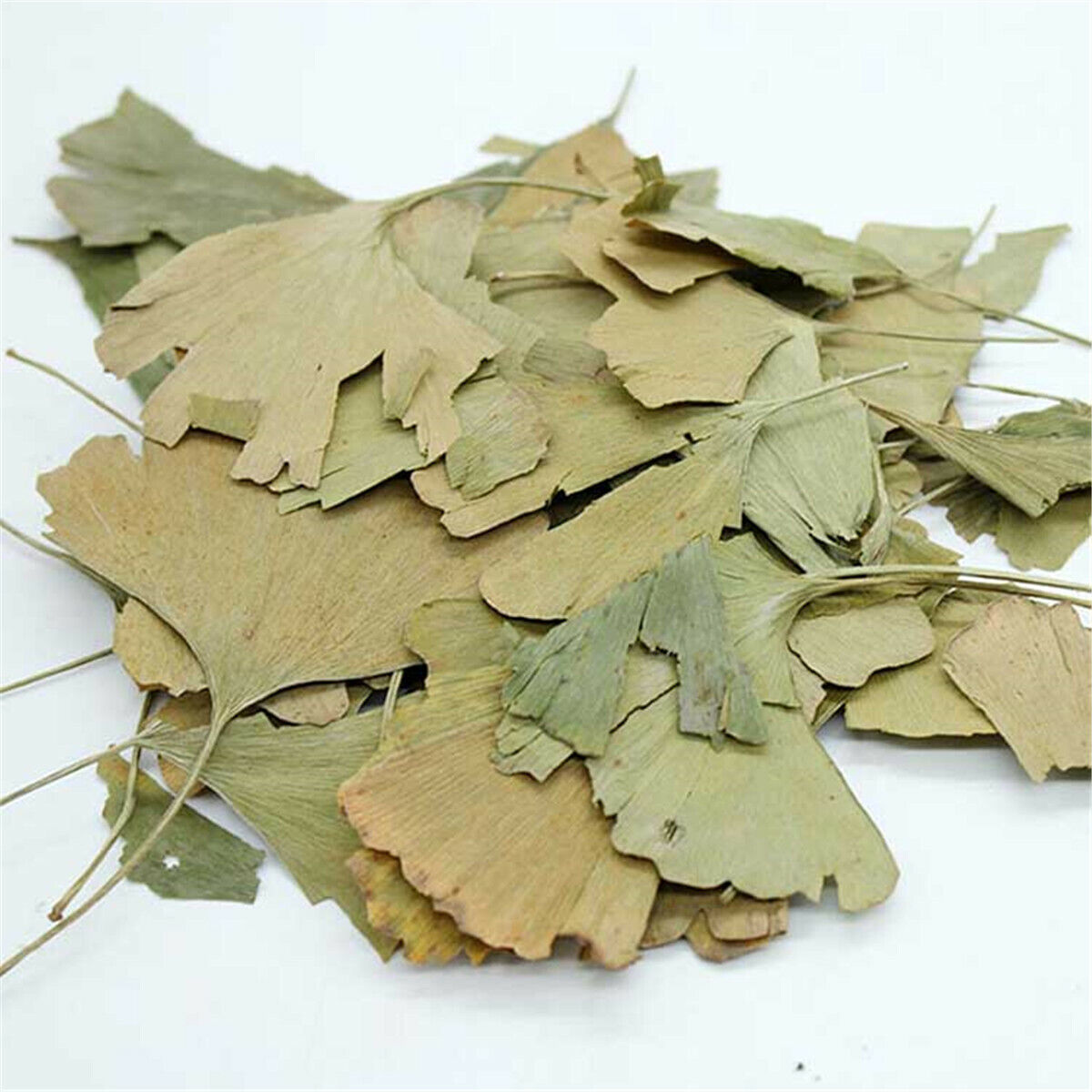 Herbal Tea Ginkgoblätter Tee Chinesisches Kräuterheilmittel Der Wildpflanze Wild