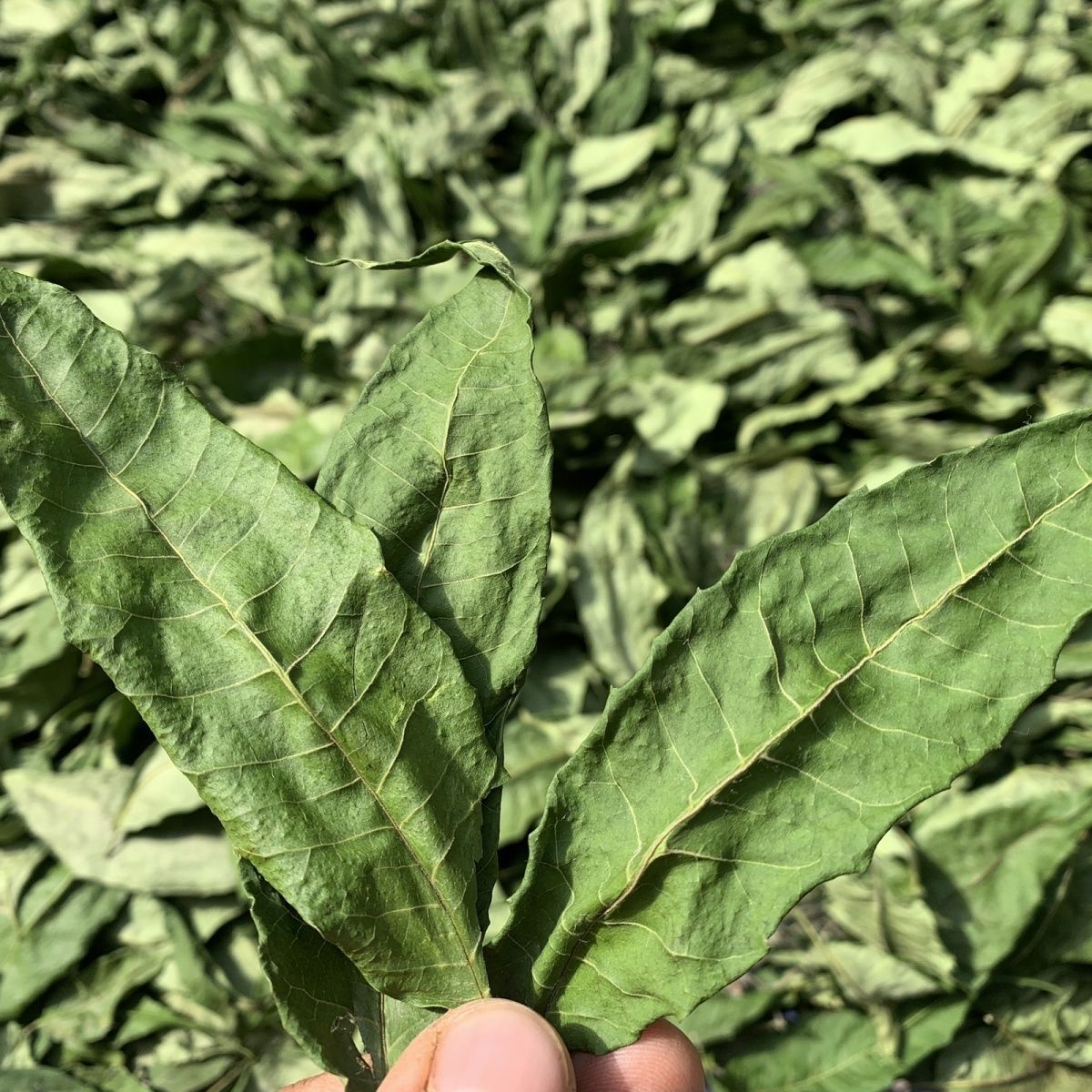 250g/ 500g Sun Dried Toon Leaves Toon Tea Fresh Leaves Dried Toon Leaves Main image