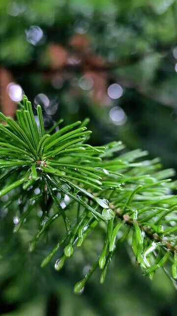 First Grade Pine Needles Powder Improving Sleeping Chinese Herbal Powder