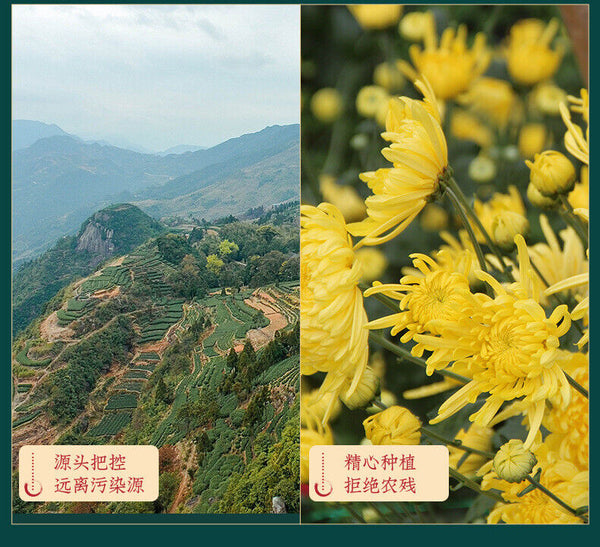 Chrysanthemum White Tea Cake Fuding White Tea Gongmei Golden Chrysanthemum Tea