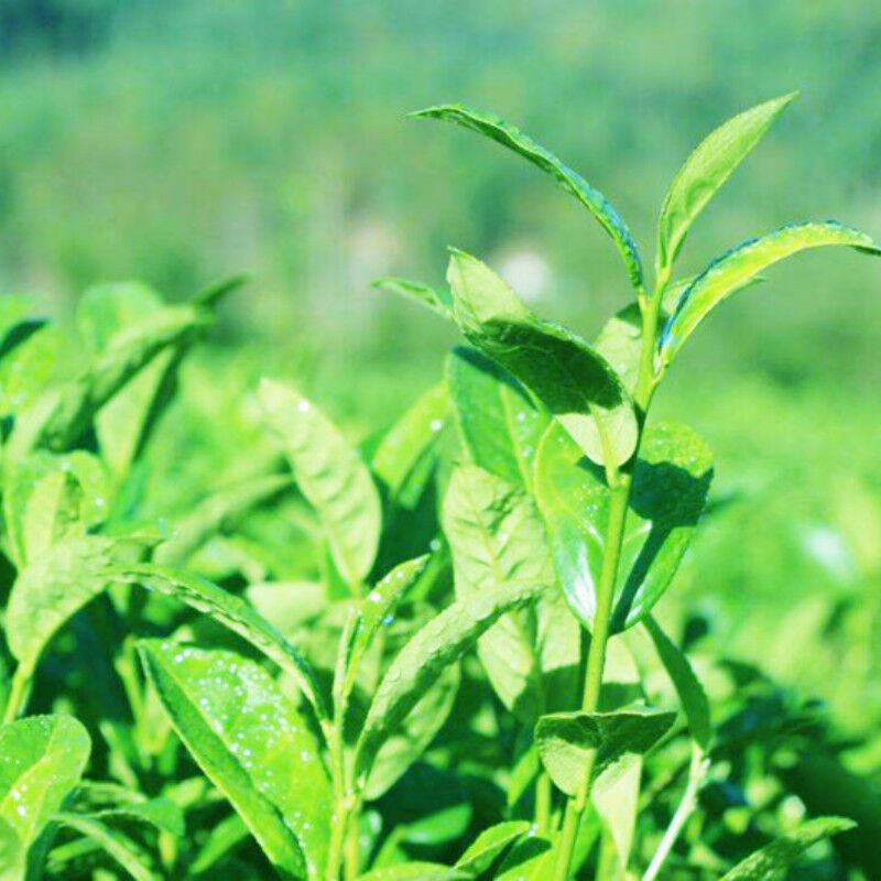 250g Premium Frische Milch Oolong Tee Grüner Tee Natürlicher Bio Taiwan Jinxuan