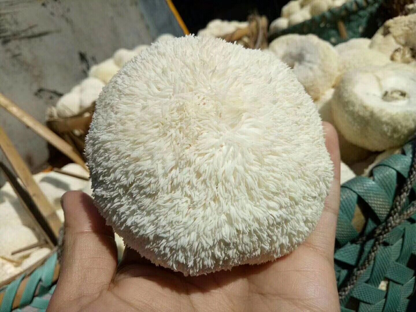 HelloYoung Premium Lions Mane Mushroom Hericium Erinsceus Mushroom Chinese Dried Goods 250g