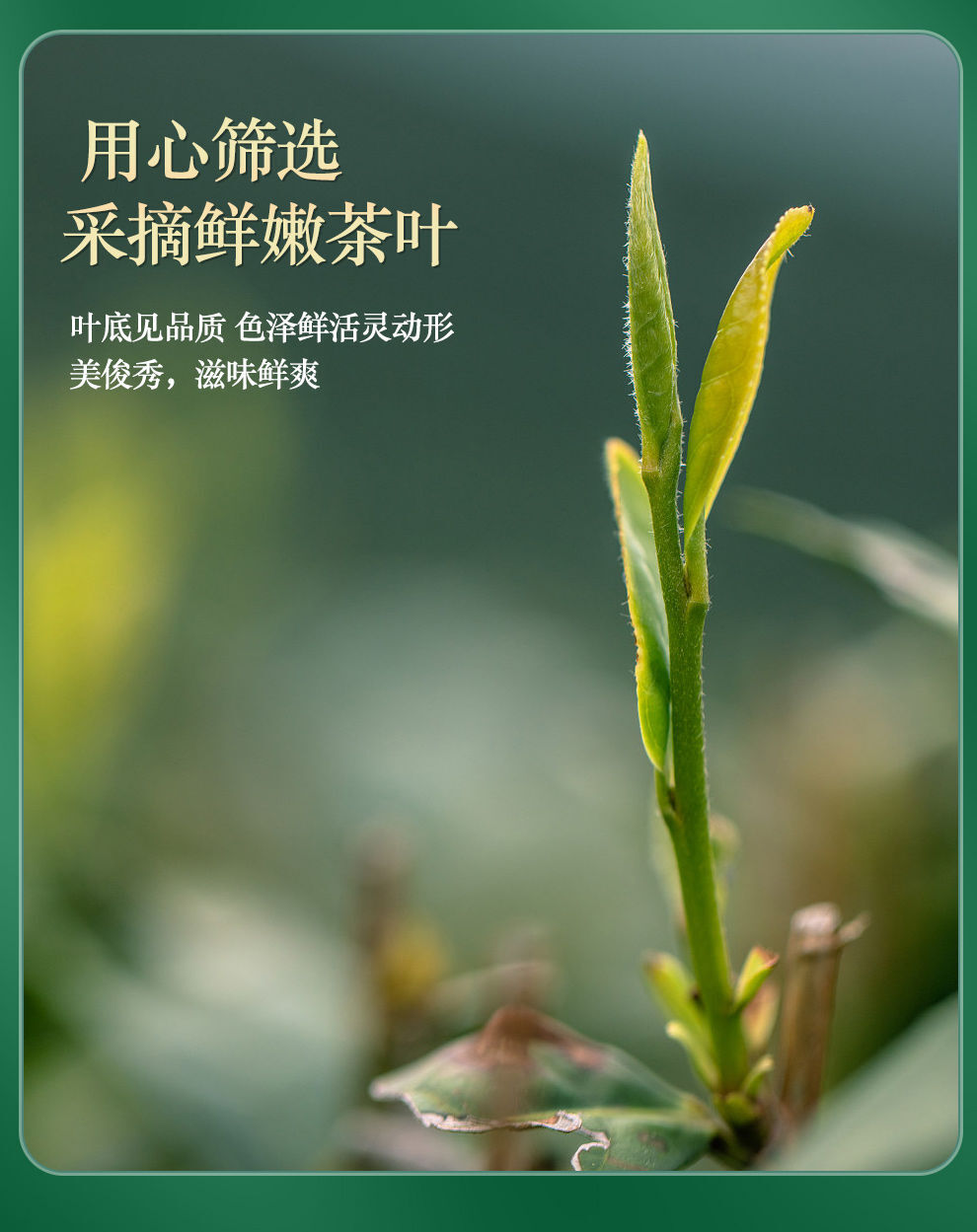Longjing Green Tea First Flush250g Tin Packaged Fresh Mung Bean Aroma Spring Tea