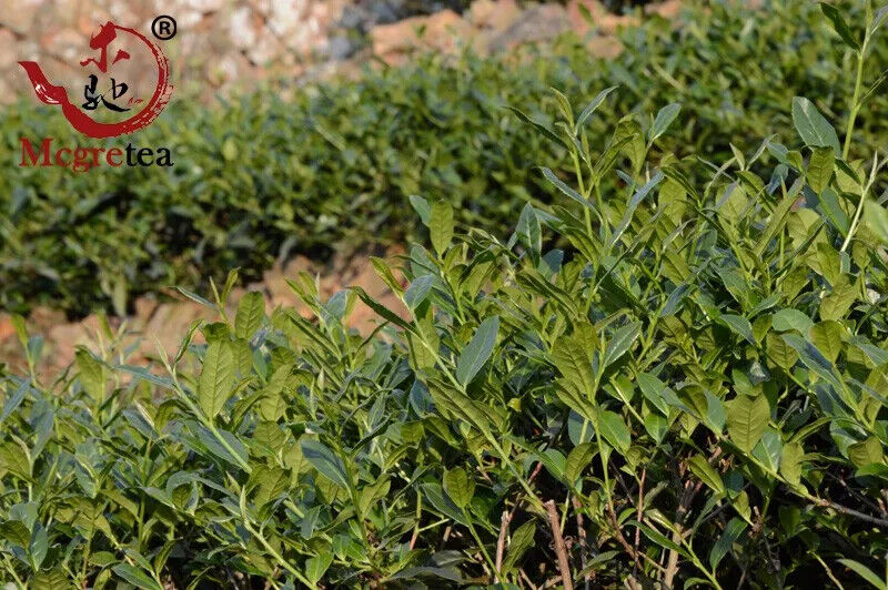 HelloYoung New China Authentic Green Tea Tieguanyin Oolong Tea Natural Organic Health 250g