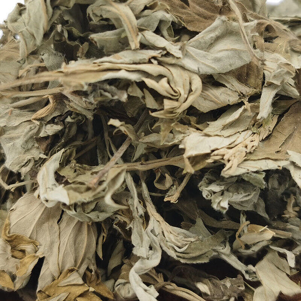 HelloYoung Big Mugwort Leaf Mugwort Leaf Fresh Mugwort Leaf Produce Mugwort Herb 500g/1.1lb
