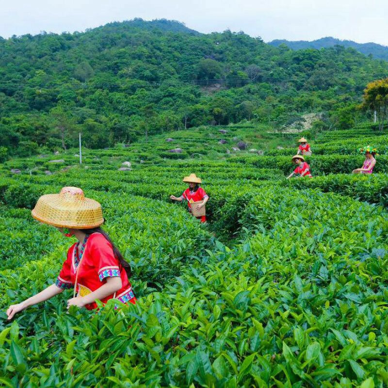 HelloYoung Herbal Tea Ecology Healthy Drink Organic Loose Leaf Kuding Tea Chinese Tea 100g