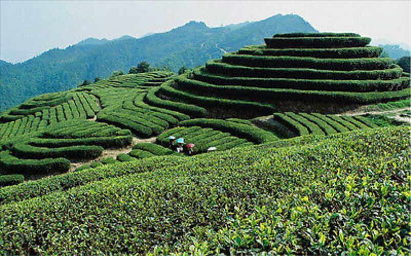 Wohlriechende Art Traditioneller Oolong-Tee TiKuanYin Grüner Tee Anxi Tieguanyin