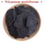 High Quality China He Shou Wu Fo-Ti Polygonum multiflorum Loose Root Slice 500g