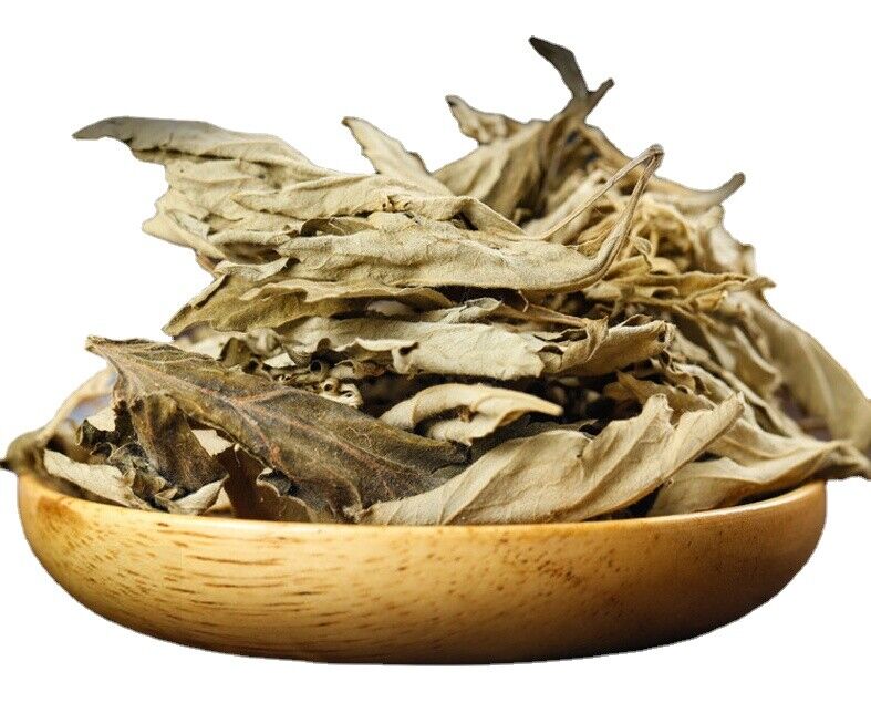 HelloYoung Big Mugwort Leaf Mugwort Leaf Fresh Mugwort Leaf Produce Mugwort Herb 500g/1.1lb