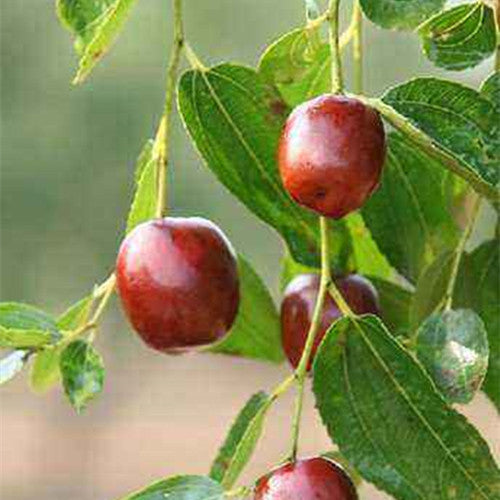250g Dried Fruit Red Dates Organic Spring Jujube Herbs Green Food
