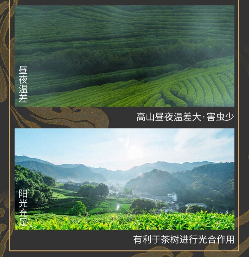 2025 Mingqian Longjing Green Tea Spring Harvest Premium Gift Box Small Can