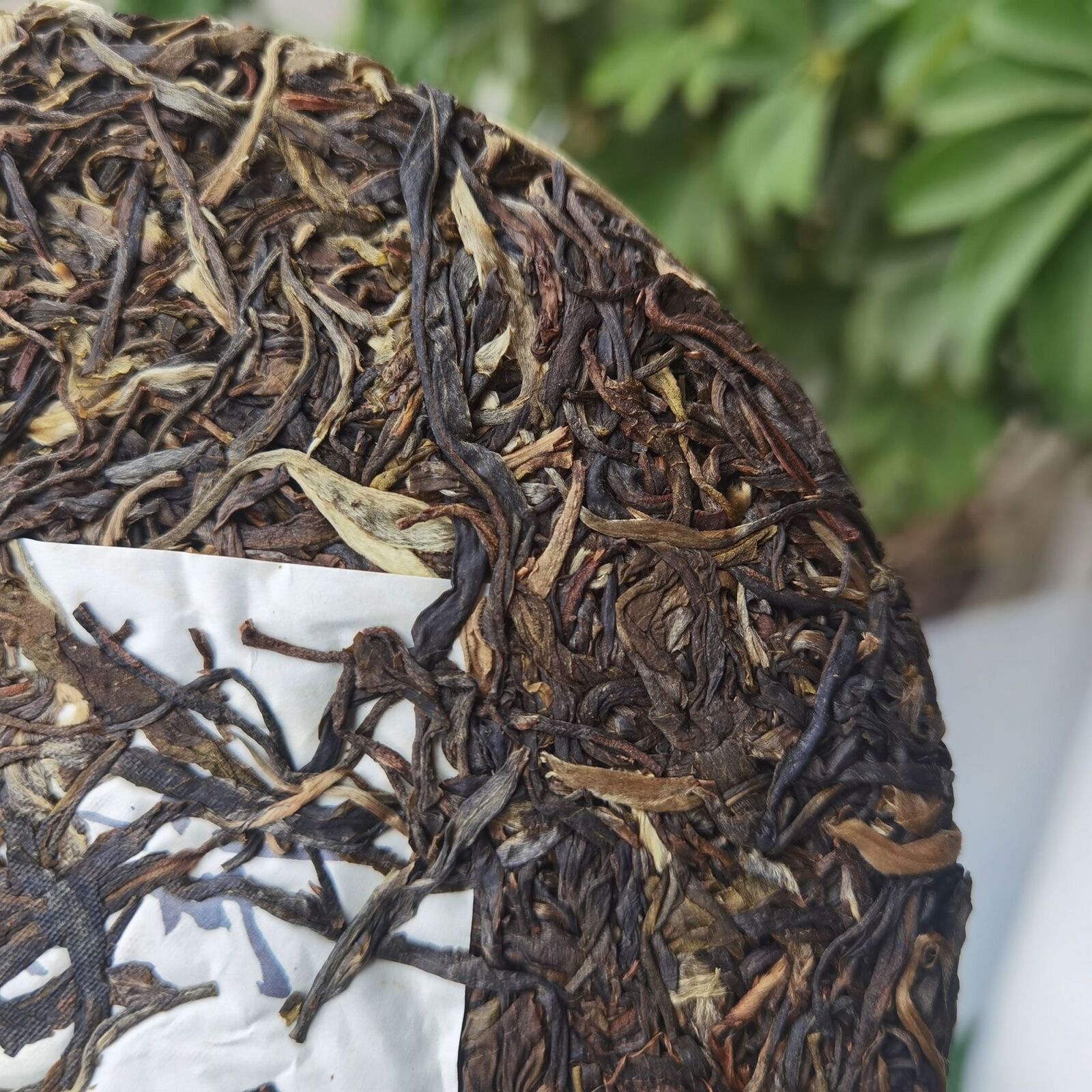 HelloYoung Yunnan Menghai Meng Song Slippery Bamboo Liangzi Early Spring Pu-erh Raw Tea357g