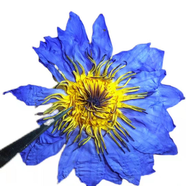 Beauty and Relaxation Lotus Flower Tea New Harvest Blue Lotus Dried Flowers
