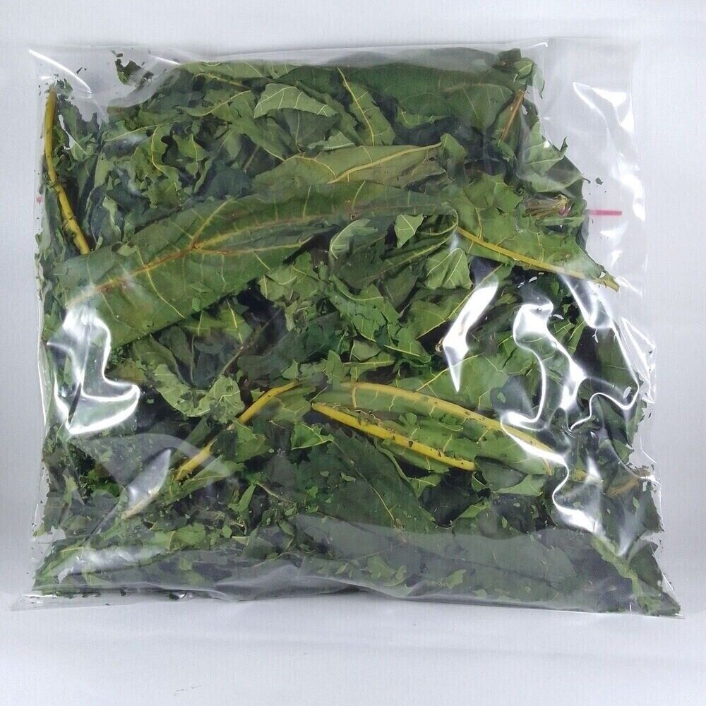 Dried Papaya Leaf Herbal Tea Made from Whole Leaves for Wellness and Digestion Main image
