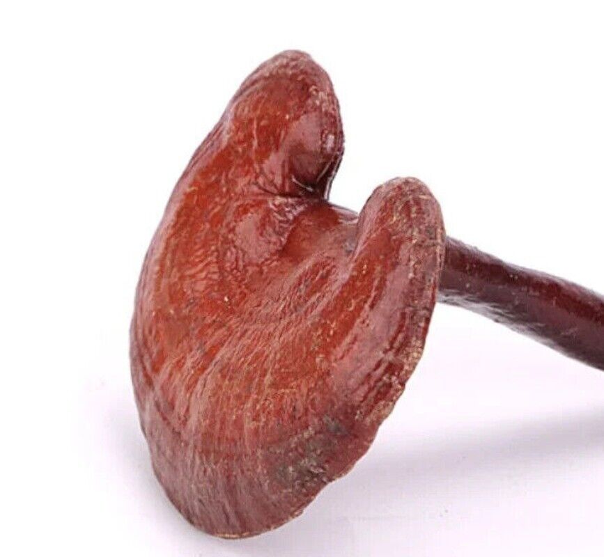 Bulk Supply Reishi Pilz Tee Vorteile im guten Preis Reishi Verkauf Online 500g