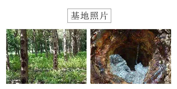 Natural Gum Tragacanth Yunnan Snow Swallow Xueyan 雪燕 500g