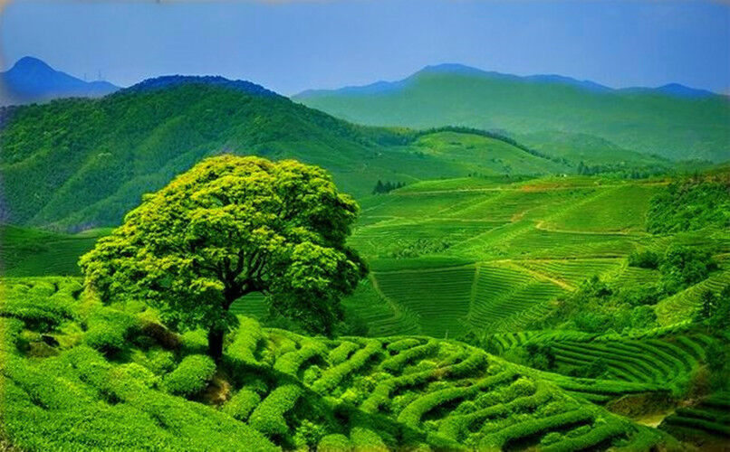 250g Oolong Black Tea Phoenix Single Longitudinal Tea 100% Natural Reduce Weight