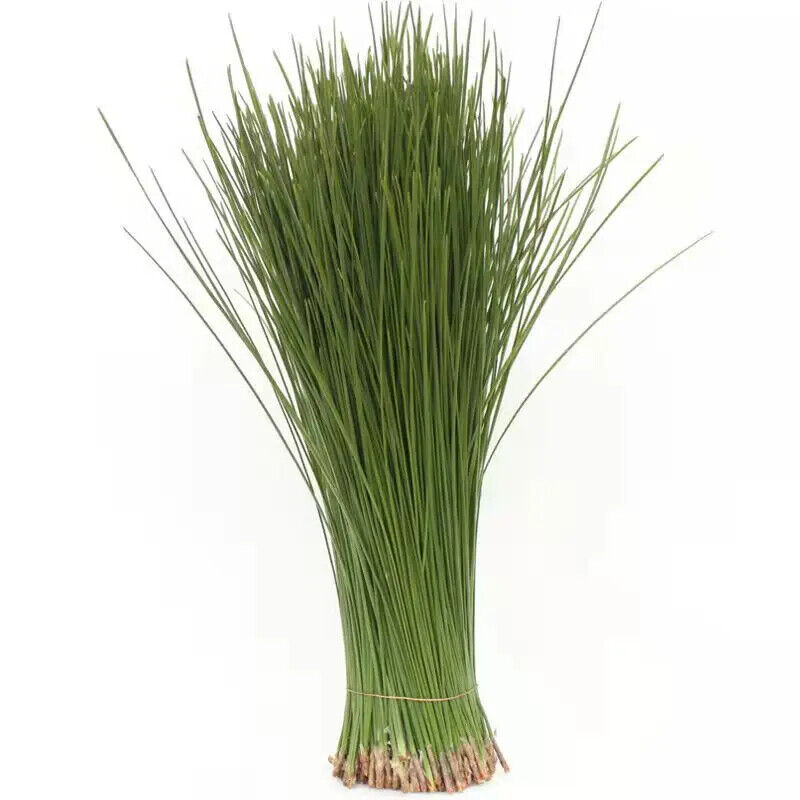 First Grade Natural Chinese Herbs Pine Needles Tea for Improving Sleeping Secondary image