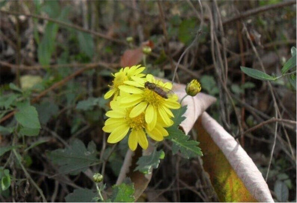 100g Chrysanthemum | Wild Harvest | Wild Chrysanthemum | Ju Hua