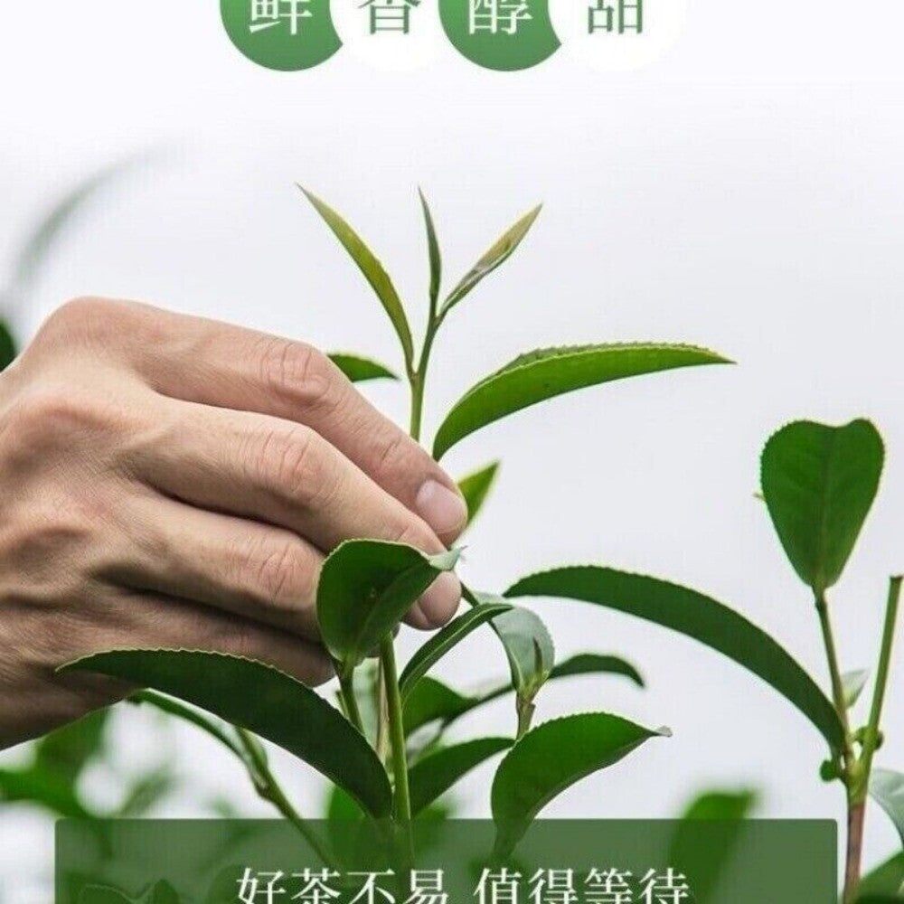 Qingxin Oolong Tea High Mountain Fragrant Loose Leaf Fresh Floral Tea Bags