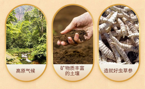 Yunnan Dried Insect Ginseng Snacks – Crispy & Ready-to-Eat for a Unique Treat