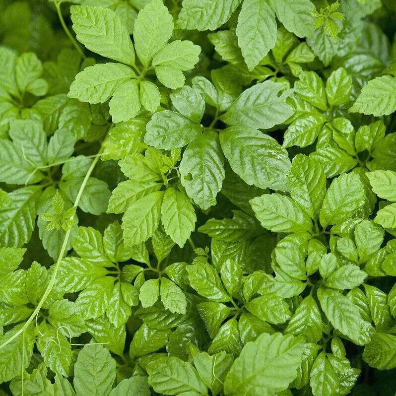 New Harvest Organic Health Tea Jiaogulan Tender Leaf Tea Gynostemma Pentaphylla