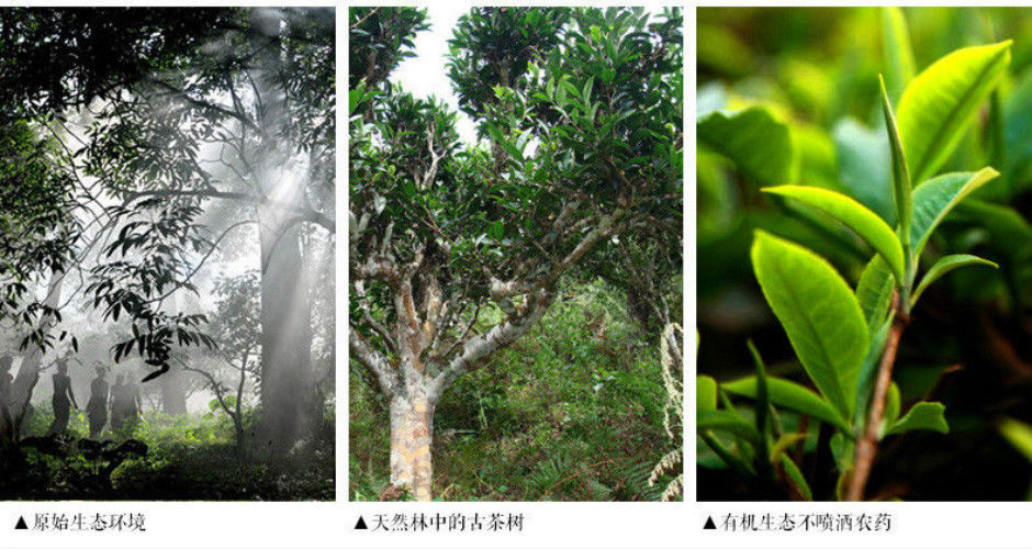 HelloYoungOld Pu Er Tea Puer Tea Puerh Pu'er Brick Puerh Tea 250g Green Food Black Tea