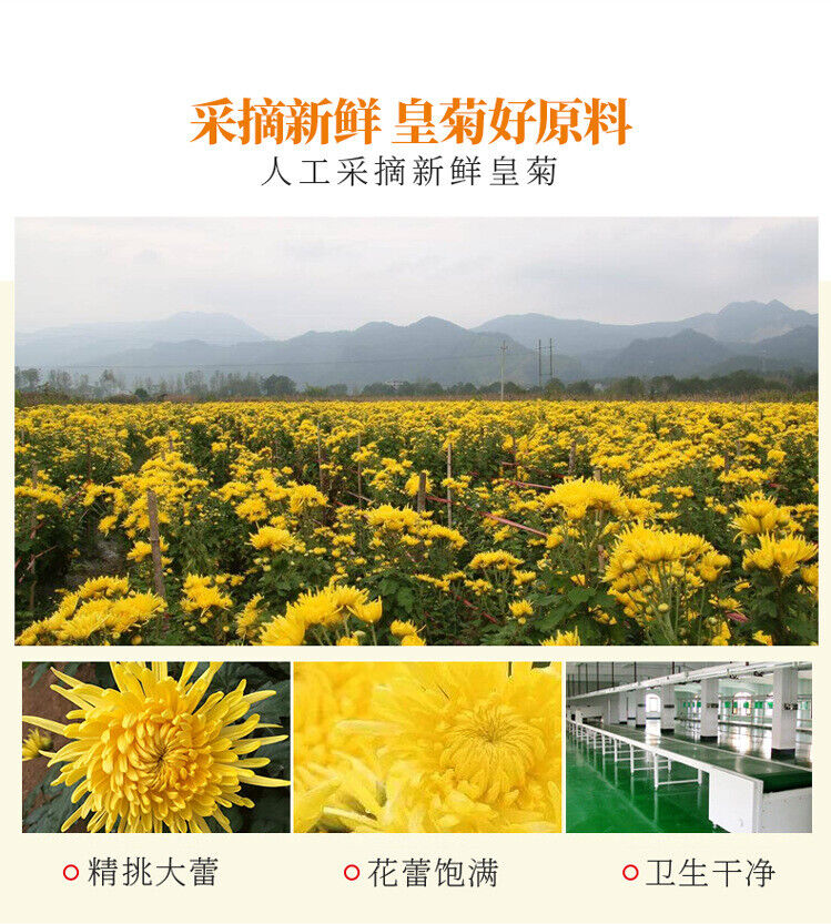 Brand Golden Silk Chrysanthemum Tea Herb Tea Round Pot Good Tea 20G