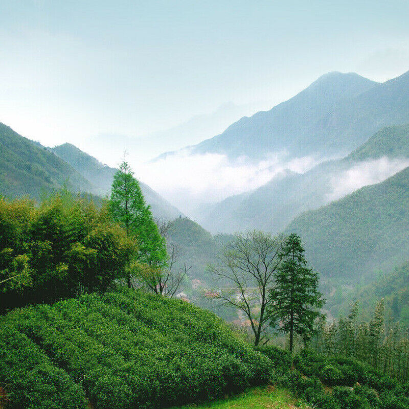 HelloYoung Anji Bai Cha Natural Spring New Tea Healthy Herbal Tea 八马茶叶 正宗安吉白茶 春茶新茶 味醇鲜爽 Secondary image