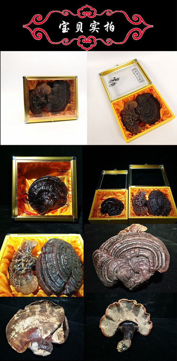 Black and Purple Reishi Mushroom Gift Box Whole Stem Ginseng