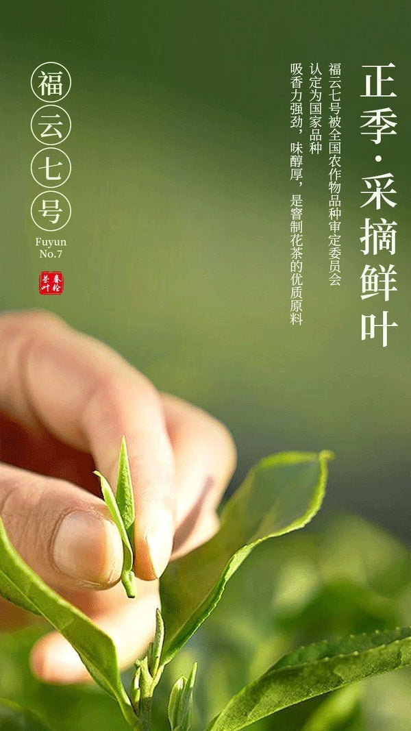 Jasmine Green Tea 100g Seasonal Fresh Strong Flavor Loose Leaf from Fuzhou