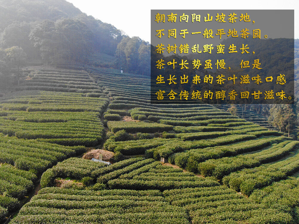 HelloYoung New Tea Longjing Tea Fried Green Green Tea Strong Aroma 500g/1.1lb