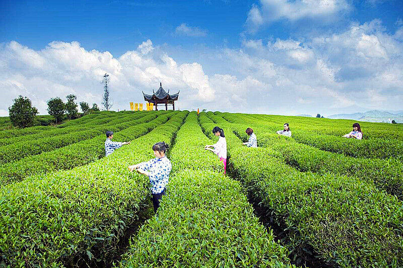250g Weight Loss Tea Scraper Cellulite Slimming Whitening Beauty Oolong BlackTea