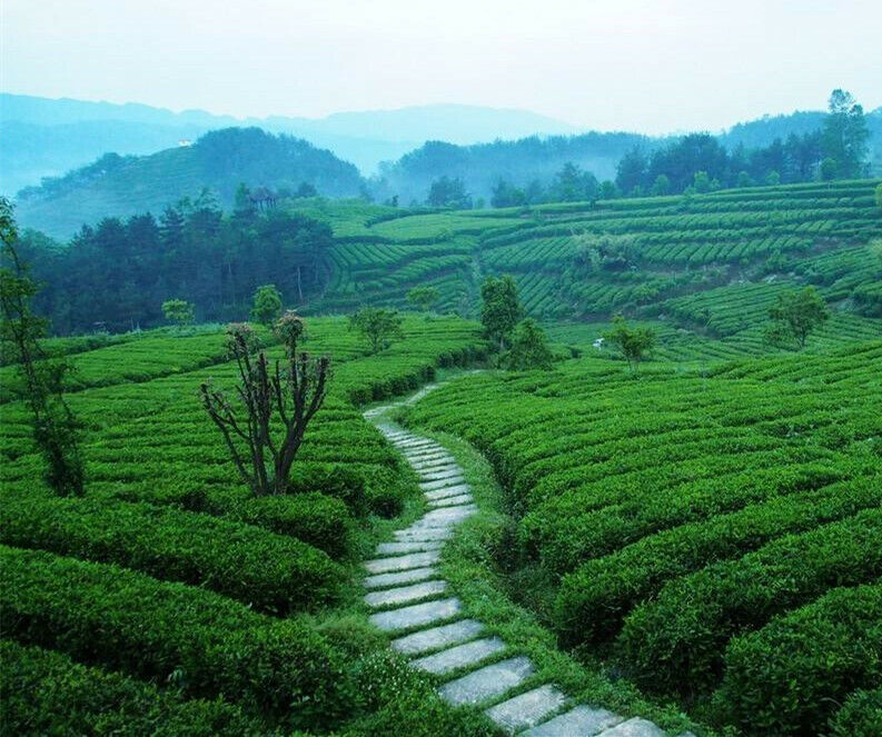 HelloYoung TeaBlack Tea Chinese Tea 357g Yunnan Ripe Pu-Erh Organic Puerh Tea Cake Lose Weight