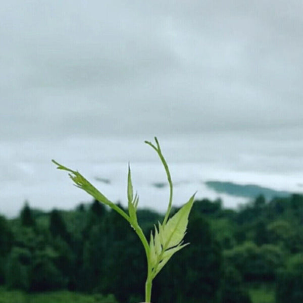 HelloYoung Organic Ecology Tea Top Grade ZhangJiaJie Mao Yan Mei Moyeam Wild Vines Teng Cha