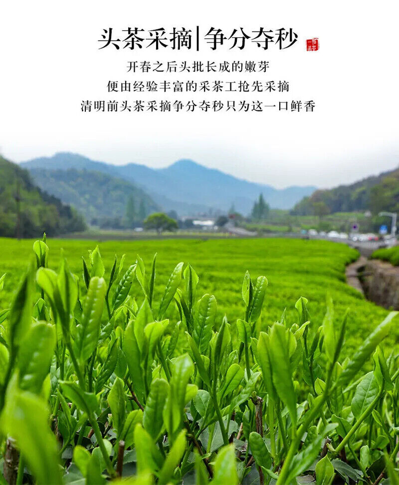HelloYoung New Maojian Tea Green Tea Strong Flavor 100g Can