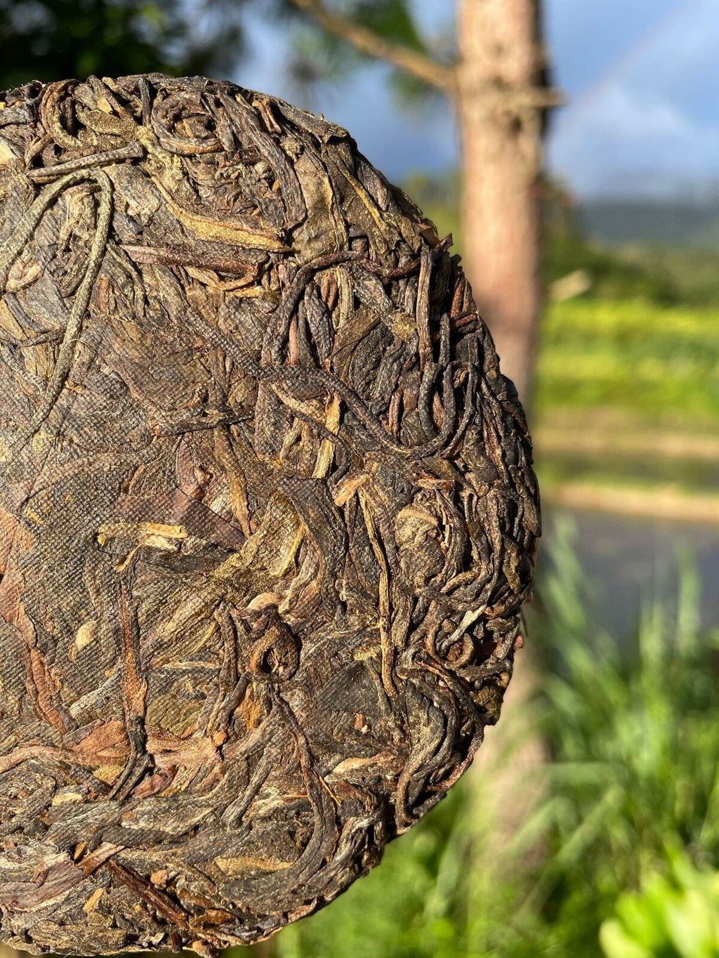HelloYoung Rare Icelandic Ancient Tree Pu-erh Tea Fat Scraping Raw Tea Sweet 100g