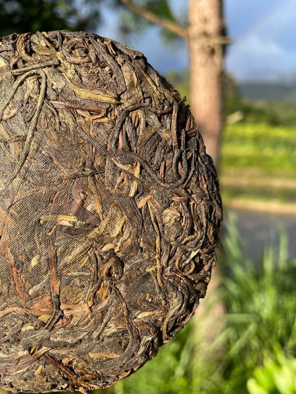 HelloYoung Rare Icelandic Ancient Tree Pu-erh Tea Fat Scraping Raw Tea Sweet 100g