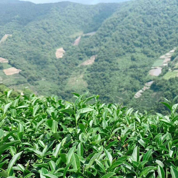 Natural Origin Taiwan  Green Tea Organic Loose Leaf Tea Slimming Milk Oolong Tea