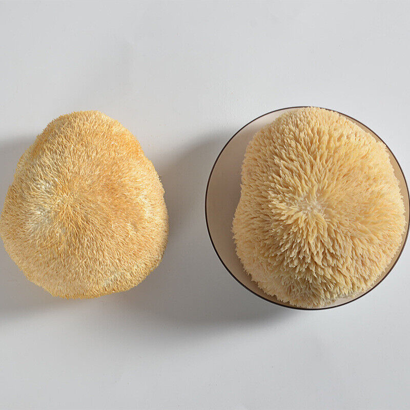250g/8.8oz Hericium Erinsceus Mushroom Premium Lions Mane Mushroom  Dried Goods