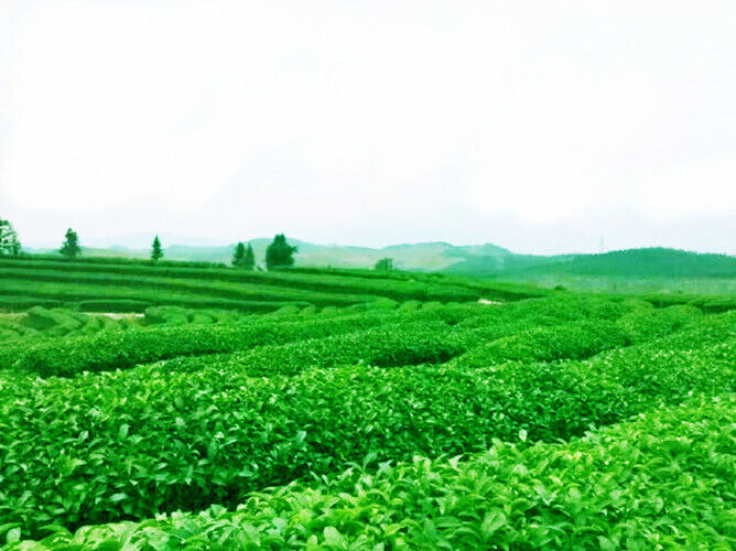 Yunnan Kung Fu Black Tea 200g Dian Hong Tea Cake Fengqing Ancient Tree Red Tea