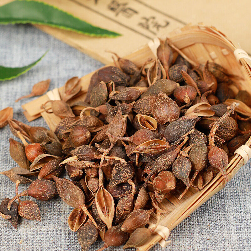 HelloYoung 250g /500g High Quality Featured Forsythia Lianqiao Health Top Tea 连翘