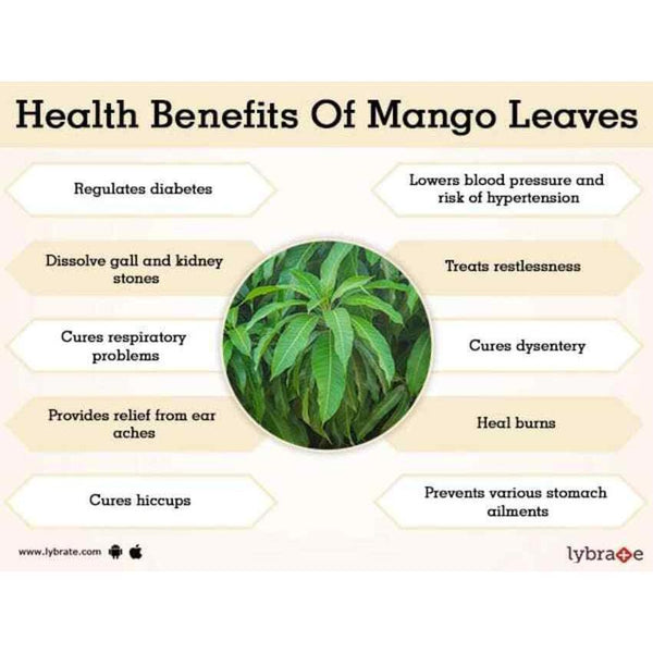 Natural high-quality ORGANIC Dried Mango leaves Quality Pure Leaf For Tea 500g
